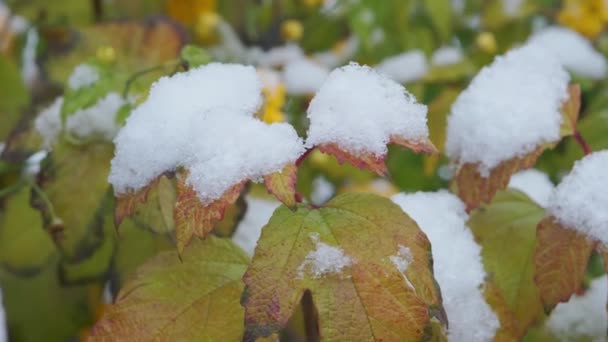 Prima Neve Nel Parco Autunnale Foglie Autunnali Ondeggianti Nel Vento — Video Stock