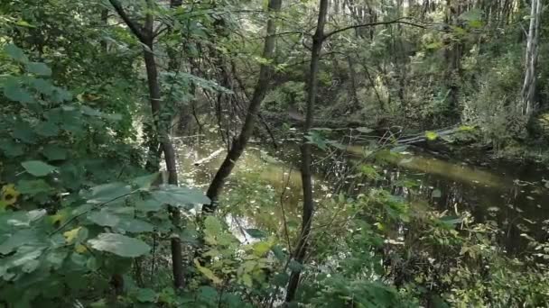 秋の森の中の池 池には木々が映り込む — ストック動画