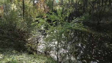 Sonbaharda ormanda gölet. Ağaçlar gölde yansır.