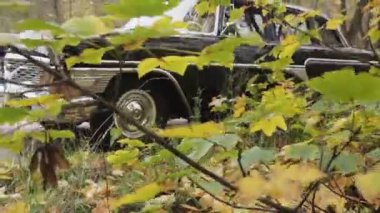 Moldova Cumhuriyeti, Kishinev, 5 Kasım 2020: Sovyet retro otomobili GAZ-13 Sonbahar Parkı 'ndaki Martı.