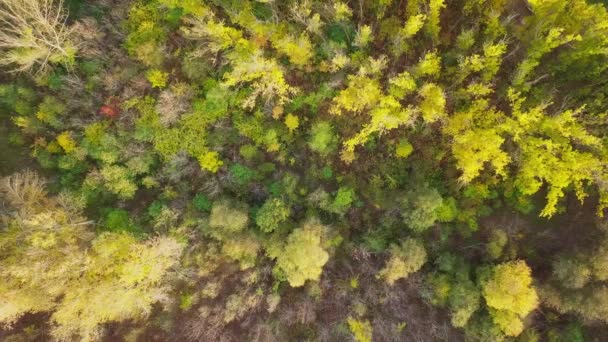 初秋在森林空中俯瞰 混交林 绿针叶树 落叶树 秋天的色彩乡村林地 — 图库视频影像