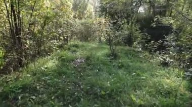 Sonbaharda ormanda gölet. Ağaçlar gölde yansır.