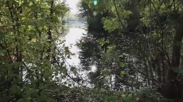 秋の森の中の池 池には木々が映り込む — ストック動画