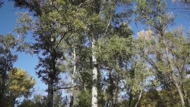 Mavi Gökyüzünün Arka Planına Karşı Ağaçların Taçlarının Alt Görüntüsü — Stok video