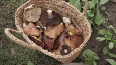 Yeşil orman zemininde büyük mantarlarla dolu bir sepet..