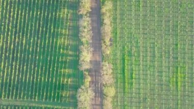 Sonbaharda üzüm bağları. Moldova 'daki renkli bir üzüm bağının üzerinde güzel bir İHA uçuşu