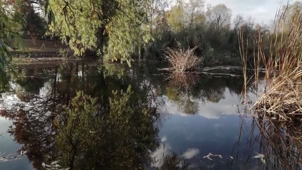 Bellissimo Lago Nel Parco Autunnale Momento Rilassante Meditativo Steadicam Shot — Video Stock