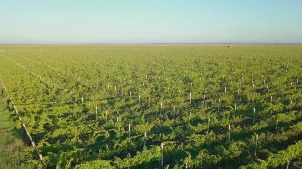 Vineyards Autumn Beautiful Drone Flight Colorful Vineyard Moldova — Stock Video