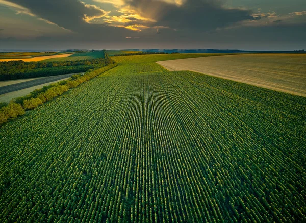 Aerial View Agricultural Fields Sunset — Stock Photo, Image