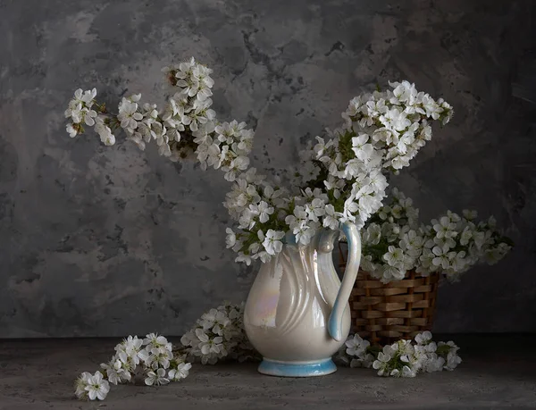 Fiori Ciliegio Vaso Bianco Sfondo Grigio Natura Morta Primaverile — Foto Stock