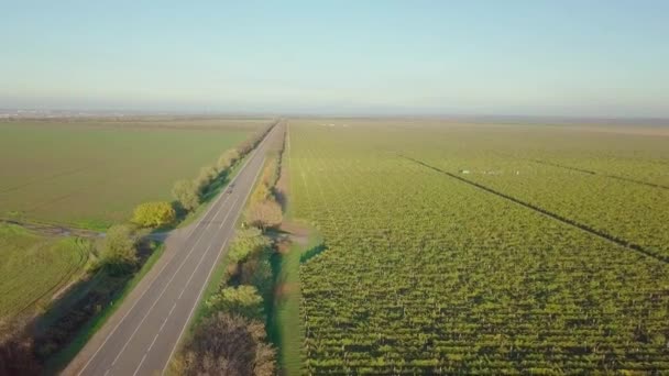 Viñedos en otoño. Hermoso vuelo de drones sobre un colorido viñedo en Moldavia — Vídeos de Stock