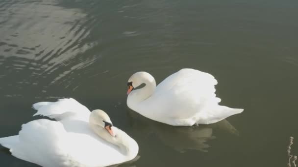 Hermosos Cisnes Blancos Majestuosos Flotando Aguas Tranquilas — Vídeos de Stock