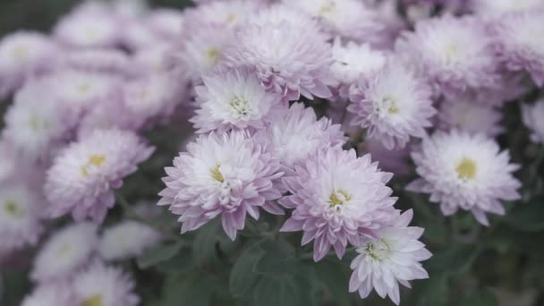 Autumn Purple Asters Bloom Garden — Stock Video