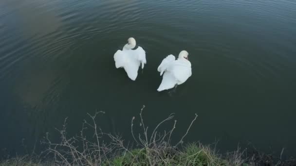 Beautiful Majestic White Swans Floating Calm Water — Stock Video