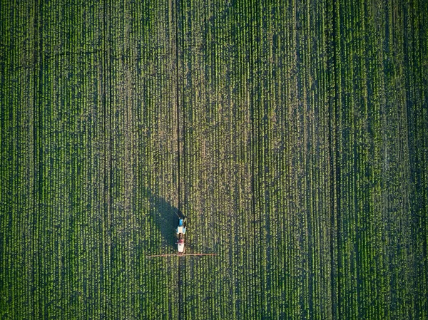 Jovens Plantas Girassol Pulverização Campo Agricultura Primavera Trator Com Equipamentos — Fotografia de Stock