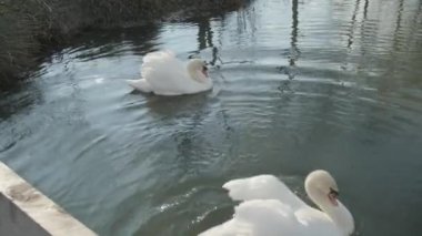 Sakin sularda yüzen görkemli beyaz kuğular.