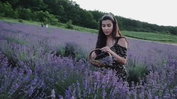 Flicka Lavendelfältet Plockar Blommor Lavendelgården Skörda Och Torka Lavendel — Stockvideo
