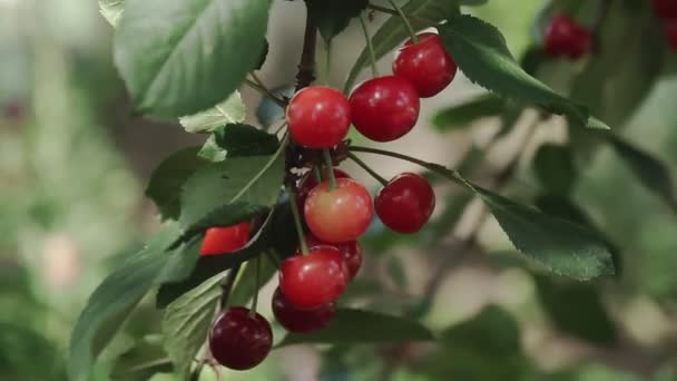 Czerwony Kwaśny Gałąź Wiśnia Para Smaczny Owoc Wiatr Zbliżenie Gałązek — Wideo stockowe