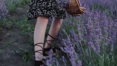 Lavanta tarlasında yürüyen hippi kız, özgürlük kavramı