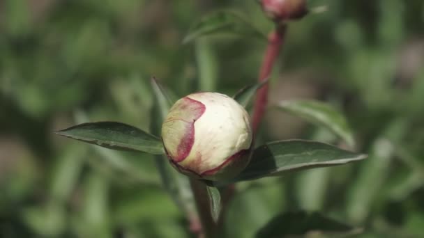 牡丹のクローズアップ アリ牡丹ブッシュの大きな牡丹の芽 夏の庭の美しい花 若い牡丹の芽が庭で成長する — ストック動画
