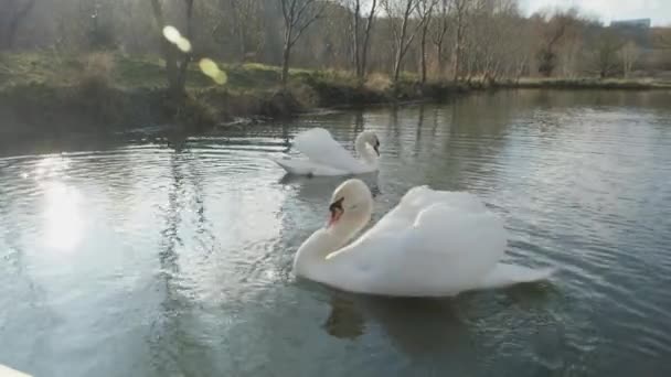 Beaux Cygnes Blancs Majestueux Flottant Sur Eau Calme — Video