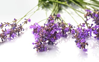 Beyaz arkaplanda bir demet lavanta çiçeği var..