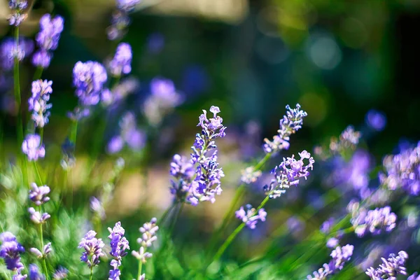 Lavendelbloemenveld Groeiende Bloeiende Lavendel — Stockfoto