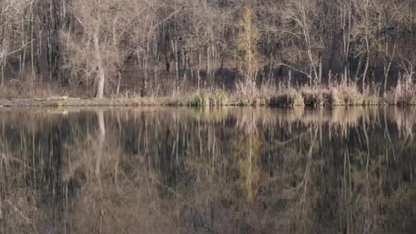 Bela Paisagem Verão Árvore Refletida Lago Mudanças Estações Dia Ensolarado — Vídeo de Stock