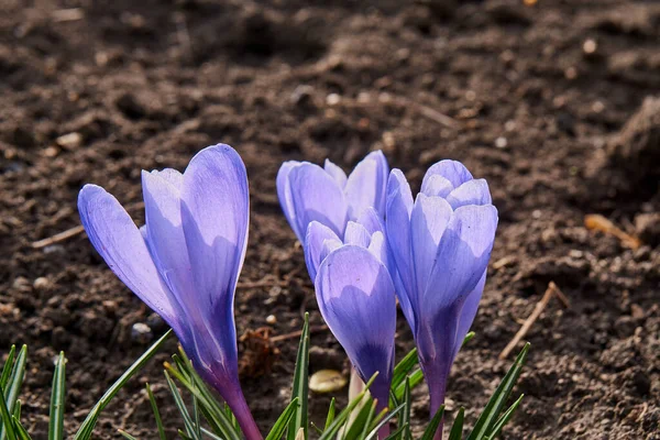 Crocos Violetas Início Primavera Jardim Dia Ensolarado Close Flores Crocos — Fotografia de Stock