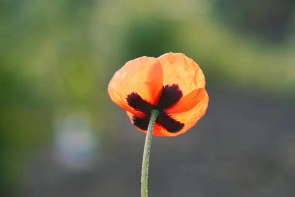 Röd Vallmo Blomma Närbild Grön Bakgrund — Stockfoto