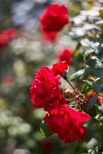 Röda Rosor Som Naturlig Och Semester Bakgrund Röda Rosor Trädgården — Stockfoto