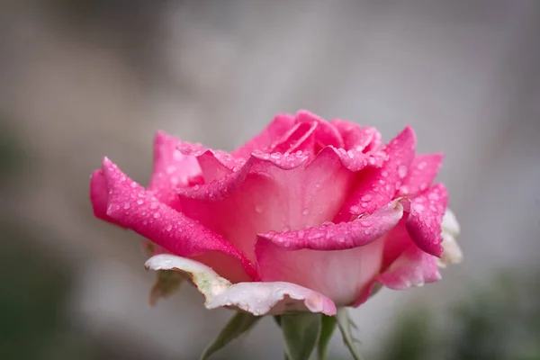 カラフルで美しく 繊細なバラが庭に落ちる — ストック写真
