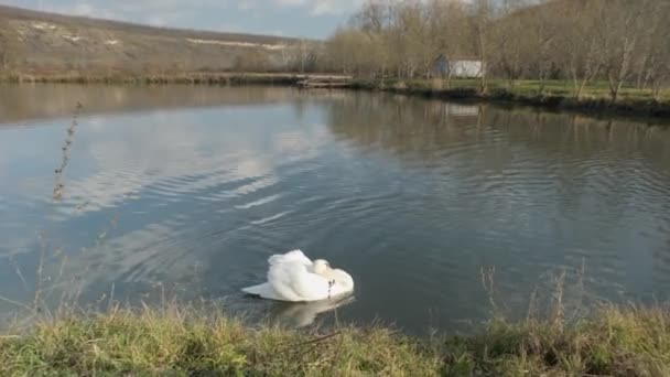 Прекрасні Величні Білі Лебеді Плавають Спокійній Воді — стокове відео