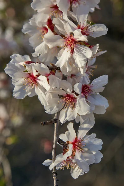 Árbol Flores Fondo Naturaleza Colores Del Atardecer —  Fotos de Stock