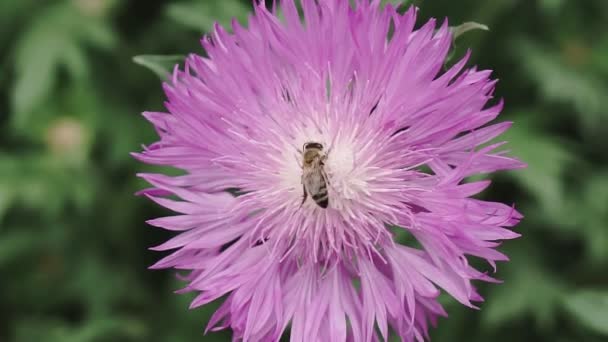 Бджола Збирає Саду Нектар Блакитних Квіток — стокове відео