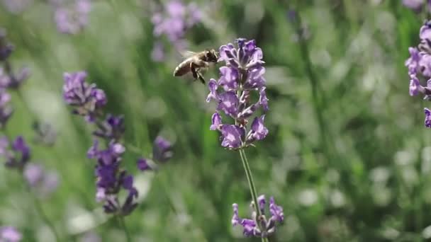 ラベンダーのバンブルビー着陸 ラベンダーの花を閉じます — ストック動画