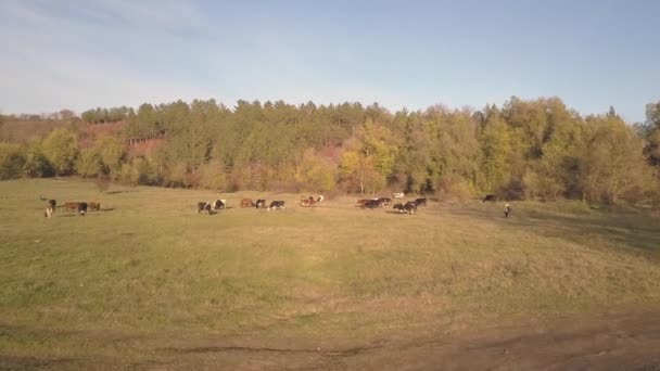 На лузі пасуться стадо корів і овець — стокове відео