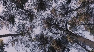 Geniş açı tavası mavi gökyüzüne karşı uzun kozalaklı çam ağaçlarına bakıyor.