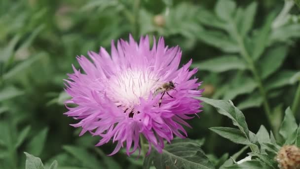 Uma Abelha Recolhe Néctar Flores Azuis Jardim — Vídeo de Stock