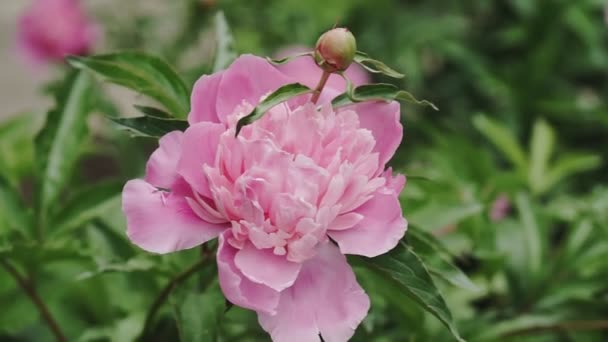 Leuchtend Rosa Pfingstrosen Knospen Blüten Schöner Hintergrund Mit Blumen — Stockvideo