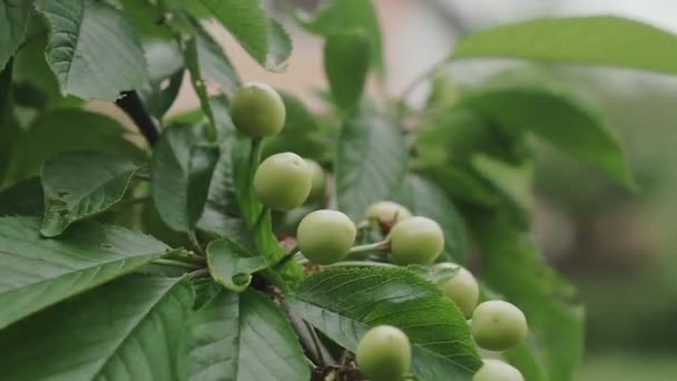 Bayas Cereza Dulce Inmaduras Primer Plano Rama Las Bayas Verdes — Vídeos de Stock