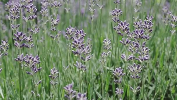 Flores Lavanda Cerca Hermosas Flores Lavanda Que Florecen Balanceándose Viento — Vídeos de Stock