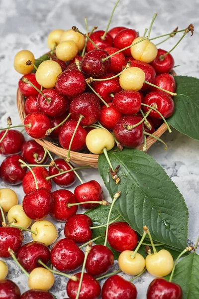 Cerezas Maduras Rojas Amarillas Sobre Fondo Gris — Foto de Stock