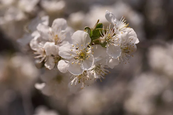 Close White Cherry Blossom Tree Spring — Stock Photo, Image
