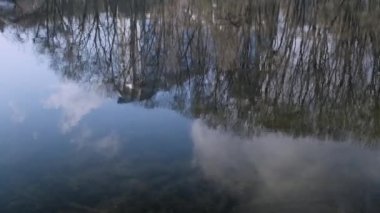 Güzel yaz manzarası, gölde yansıyan ağaç mevsimler değişir, güneşli bir gün, yaz parkı, 4k,