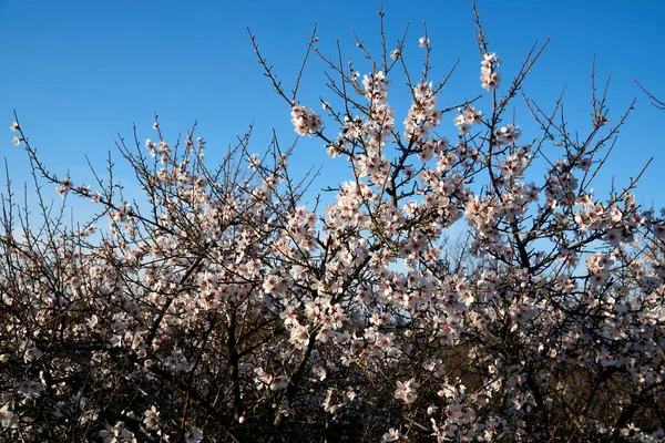 Bloeiende Amandelen Tegen Lucht — Stockfoto