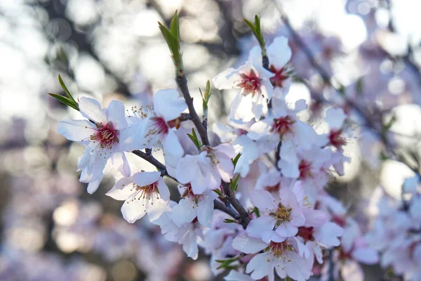 Flowering Almonds Sky — Stock Photo, Image
