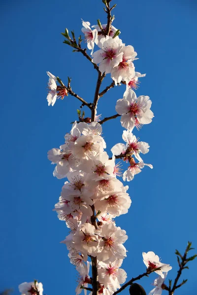 Blommande Mandel Mot Himlen — Stockfoto