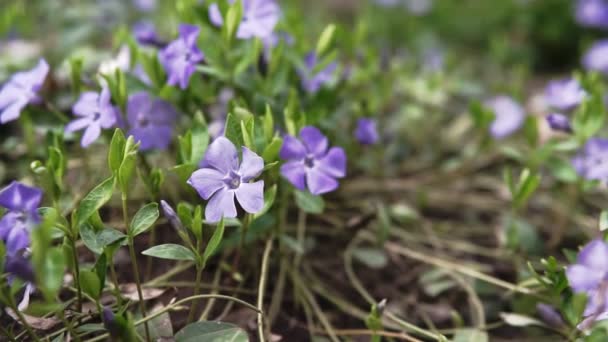 Piękny Wczesny Fioletowy Kwiat Lub Blady Fiolet Drzewny Viola Odorata — Wideo stockowe