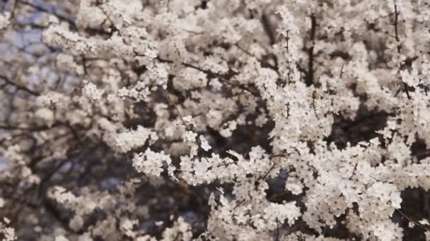 Wczesna Wiosna Kwitnie Zimie Eleganckie Czyste Białe Kwiaty Śliwki — Wideo stockowe
